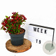 Weigela All Summer Red 25-30 cm 3,0L