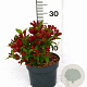 Weigela All Summer Red 25-30 cm 3,0L