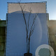 Albizia julibrissin 300-350 cm draadkluit meerstammig