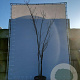Albizia julibrissin 300-350 cm draadkluit meerstammig