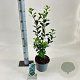 Ilex meserv. 'Heckenpracht' 30-40 cm 3,0L