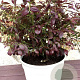 Vaccinium c. Cabernet Splash 10-15 cm 2,0L