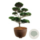 Pinus sylvestris 250-300 cm eigen wortel bonsai bronze