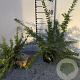 Lonicera nit. 'Maigrün' 30 cm C1.5