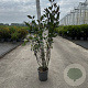 Cornus alba Nightfall 80-100 cm cont. 65L