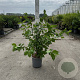 Cornus mas 60-80 cm cont. 65L