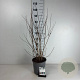 Philadelphus Pearls of Perfume 60-80 cm cont. 65L