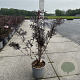 Sambucus nigra Black Lace 60-80 cm cont. 65L