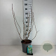 Viburnum opulus 'Roseum' 60-80 cm cont. 65L