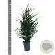 Taxus baccata 60-80 cm 4,0L