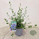 Ceanothus impressus 'Victoria' 25 cm 2,5L