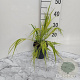Hakonechloa macra 'Aureola' GM 2,0L