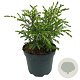 Juniperus comm. 'Hibernica' 15-20 cm 2,0L