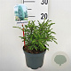 Juniperus comm. 'Hibernica' 15-20 cm 2,0L