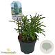 Juniperus comm. 'Hibernica' 15-20 cm 2,0L