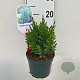 Juniperus chin. 'Stricta' 25-30 cm 2,0L