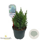 Juniperus chin. 'Stricta' 25-30 cm 2,0L