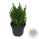 Juniperus chin. 'Stricta' 25-30 cm 2,0L