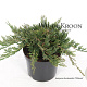 Juniperus h. 'Wiltonii' 20-25 cm 2,0L