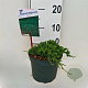 Juniperus h. 'Wiltonii' 20-25 cm 2,0L