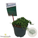 Juniperus h. 'Wiltonii' 20-25 cm 2,0L