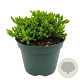 Juniperus procumbens 'Nana' 25-30 cm 2,0L