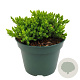 Juniperus procumbens 'Nana' 25-30 cm 2,0L