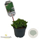 Juniperus procumbens 'Nana' 25-30 cm 2,0L