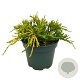 Juniperus pf. 'Pfitzeriana Aurea' 20-25 cm 2,0L