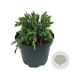 Juniperus squamata 'Blue Carpet' 25-30 cm 2,0L