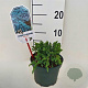 Juniperus squamata 'Blue Carpet' 25-30 cm 2,0L