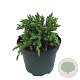 Juniperus squamata 'Blue Carpet' 25-30 cm 2,0L