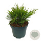 Microbiota decussata 25-30 cm 2,0L