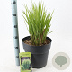 Panicum virgatum 'Northwind' 60-120 cm 12L