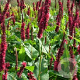 Persicaria a. 'Blackfield' GM P9