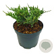 Rhododendron (AZ) 'Hot Shot Var.' 20-25 cm 2,0L