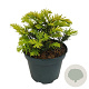 Taxus b. 'Summergold' 20-25 cm 2,0L