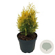 Thuja occ. 'Aurea Nana' 25-30 cm 2,0L