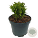 Thuja occ. 'Danica' 20 cm 2,0L