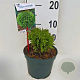 Thuja occ. 'Danica' 20 cm 2,0L
