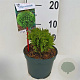Thuja occ. 'Danica' 20 cm 2,0L