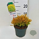 Thuja occ. 'Rheingold' 20-25 cm 2,0L