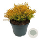 Thuja occ. 'Rheingold' 20-25 cm 2,0L