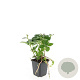 Pachysandra terminalis GM P9