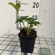 Pachysandra terminalis GM P9