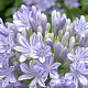 Agapanthus 'Glen Avon' GM cont. 90L