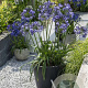 Agapanthus Poppin' Star GM cont. 90L