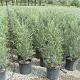 Olea e. 'Cipressino' 60-80 cm 9L