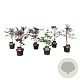 Mixlaag Acer palmatum veredeld 50-60 cm 4,5L