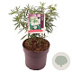 Choisya 'Aztec Pearl' 25-30 cm 10L